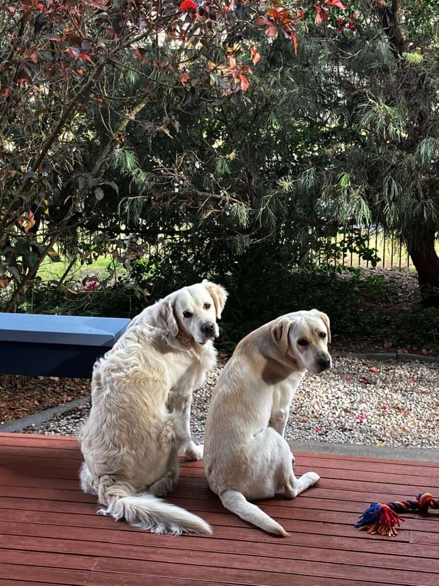 Two golden retrievers beside the deck in the garden at Capricorn Dancer